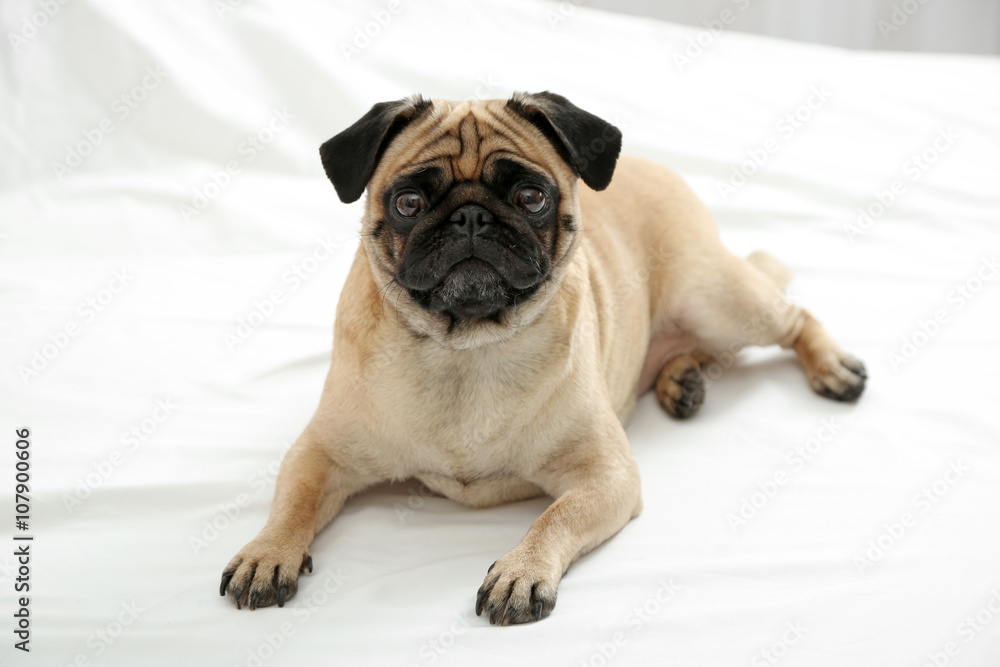 Pug dog lying in bed