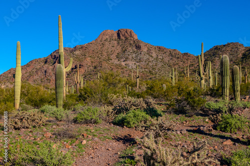 AZ-Picacho Peak State Park.This is early morning at the state park.