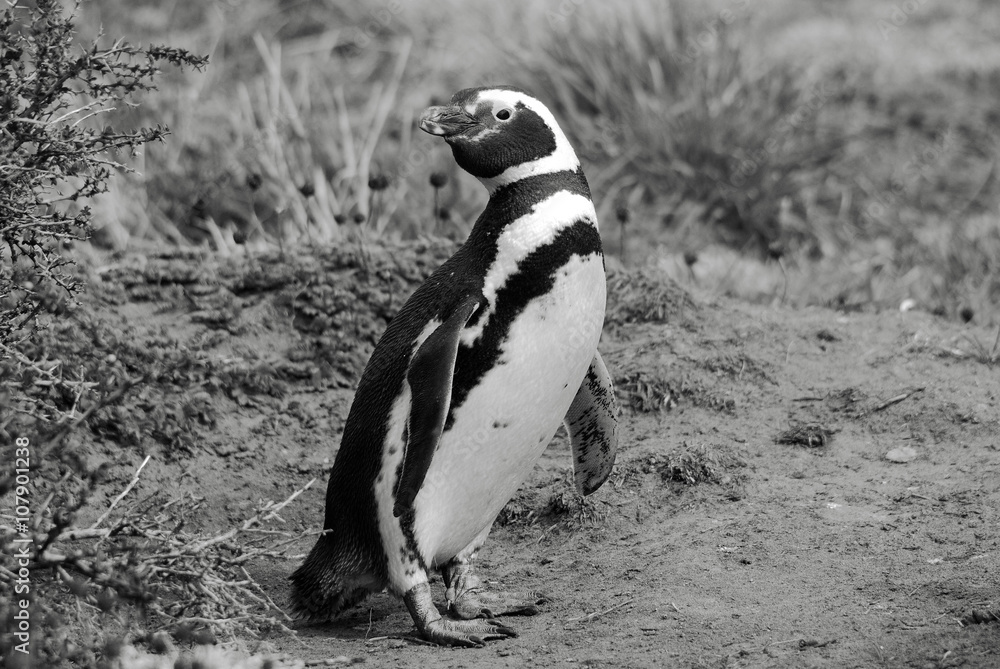 Fototapeta premium Magellan Penguins (order Sphenisciformes, family Spheniscidae) are a group of aquatic, flightless birds living almost exclusively in the southern hemisphere, especially in Antarctica.