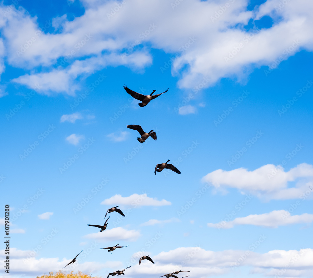 Flock of Canada Geese taking off into sky.