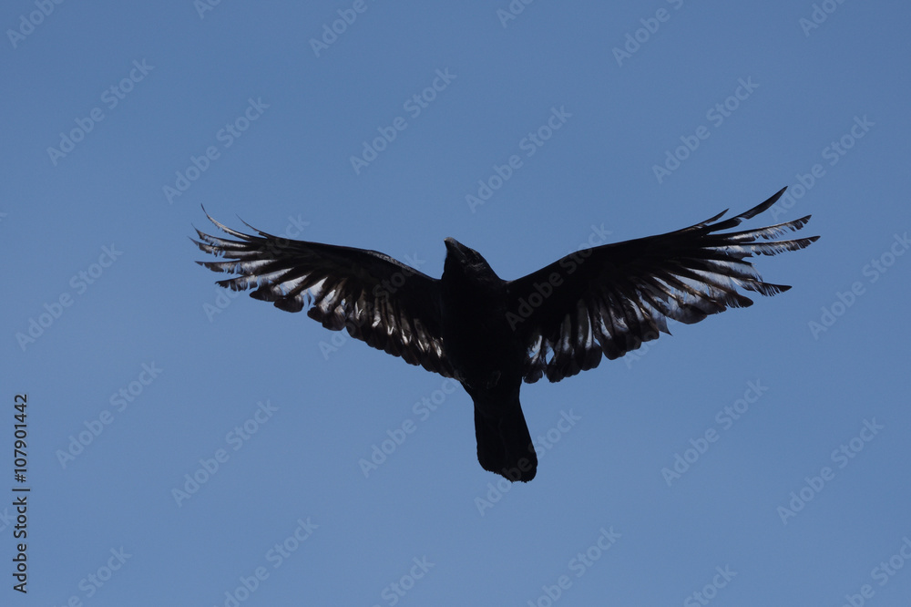 Obraz premium Carrion Crow