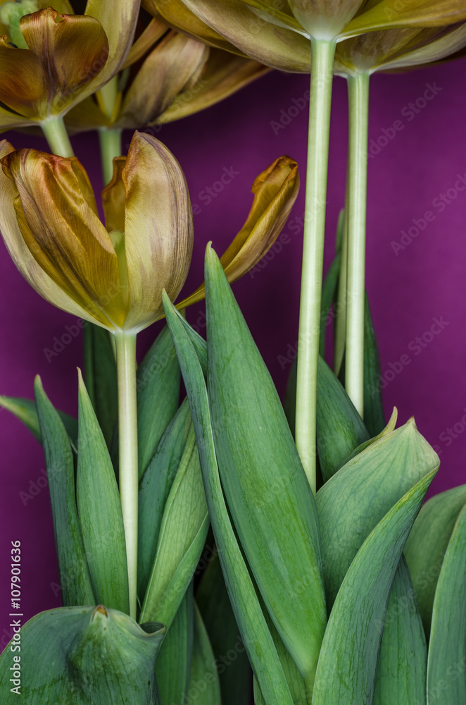 Obraz premium Tulips