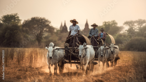 Tableau sur toile Burmese rural man driving wooden cart with hay on dusty road drawn by two white buffaloes