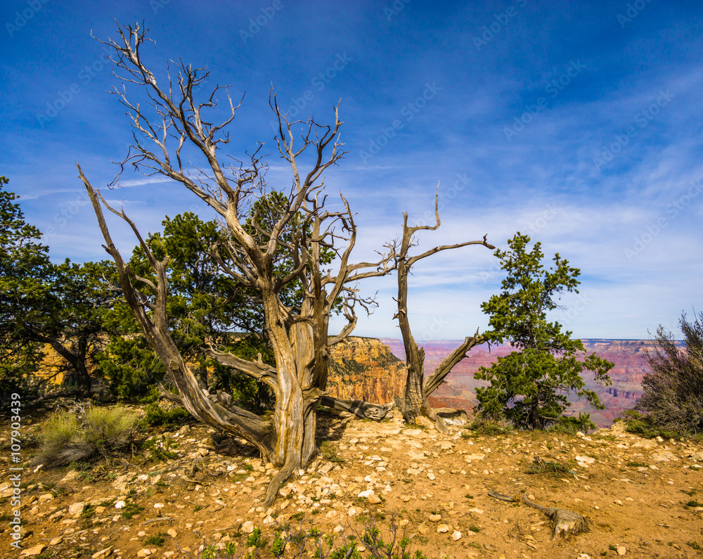 Amazing view of the grand canyon national park, Arizona. It is one of the most remarkable natural wonders in the world. Amazing view of the grand canyon national park, Arizona. It is one of the most remarkable natural wonders in the world.