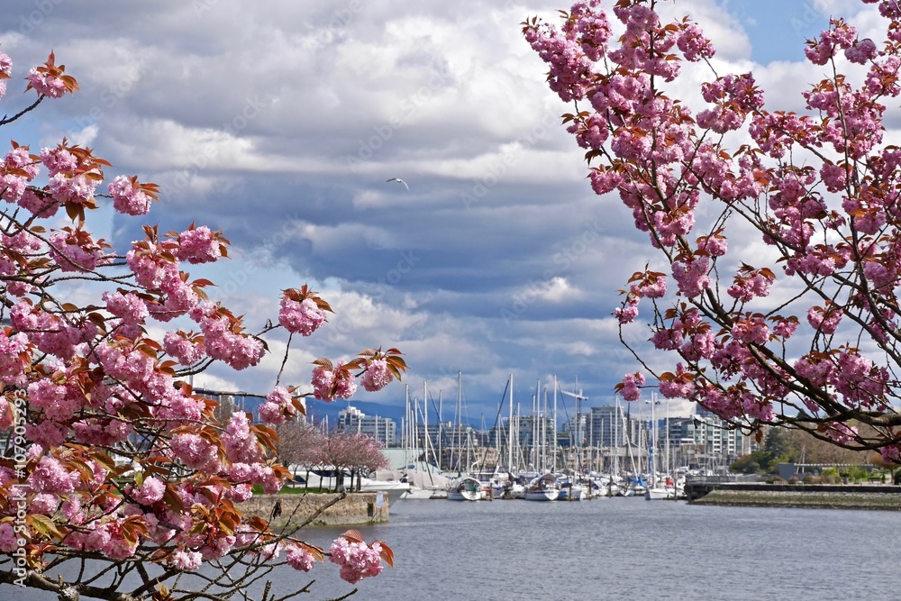 Obraz premium Cherry Blossom, Harbour, Boats, Sky, Clouds and Reflections. Vancouver, BC, Canada. 