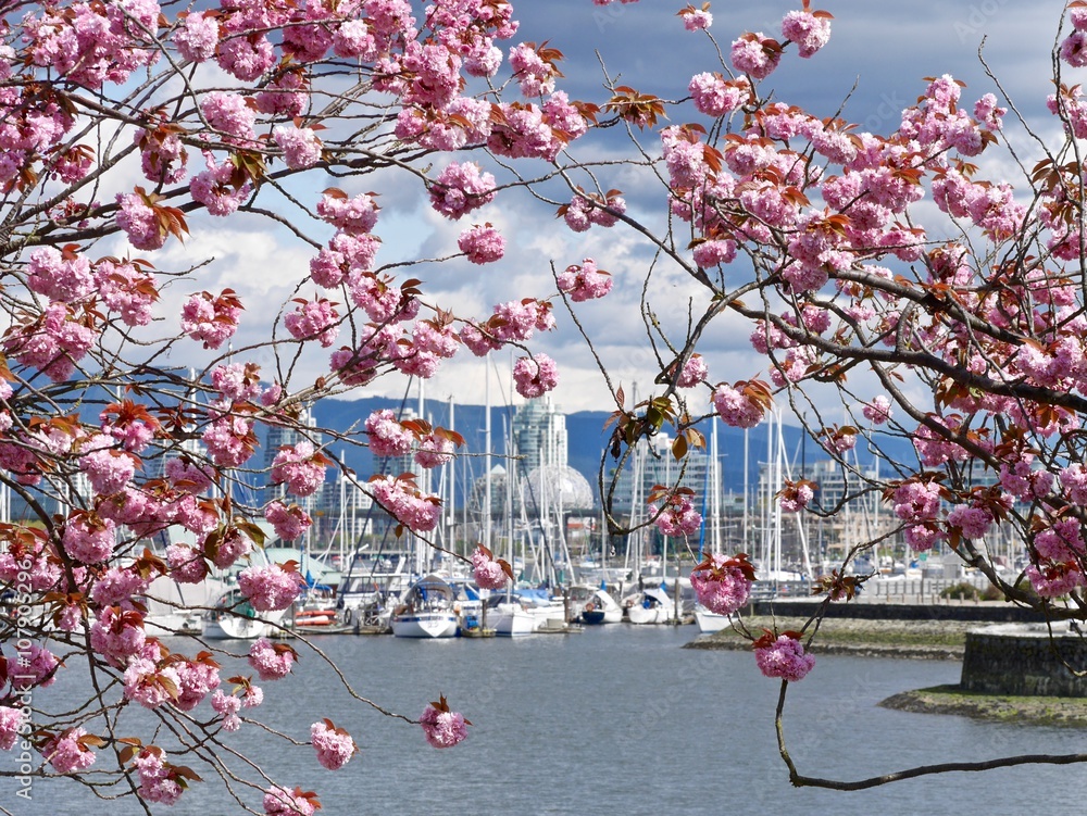 Naklejka premium Cherry Blossom, Harbour, Boats, Sky, Clouds and Reflections. Vancouver, BC, Canada. 