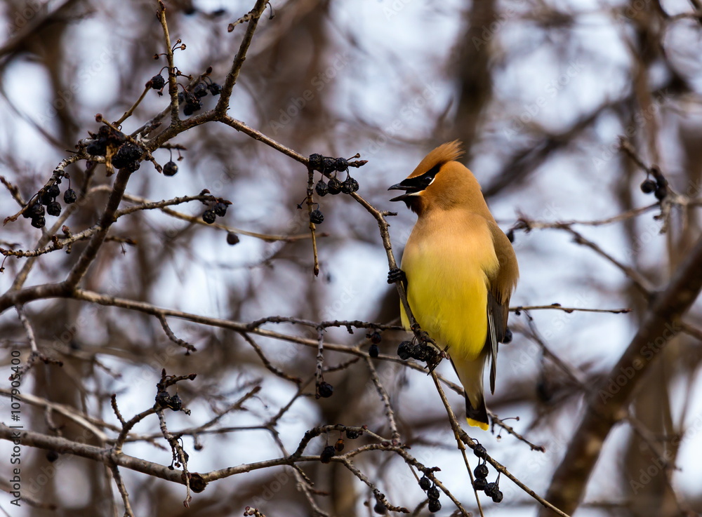 Naklejka premium Cedar Waxwing is a silky, shiny collection of brown, gray, and lemon-yellow, accented with a subdued crest, rakish black mask, and brilliant-red wax droplets on the wing feathers.