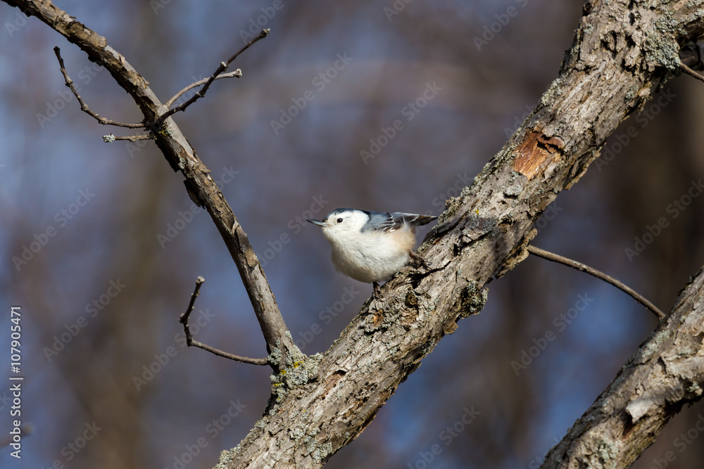A common feeder bird with clean black, gray, and white markings, White-breasted Nuthatches are active, agile little birds with an appetite for insects and large, meaty seeds. A common feeder bird with clean black, gray, and white markings, White-breasted Nuthatches are active, agile little birds with an appetite for insects and large, meaty seeds.