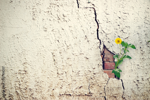 yellow flower growing on crack grunge wall, soft focus