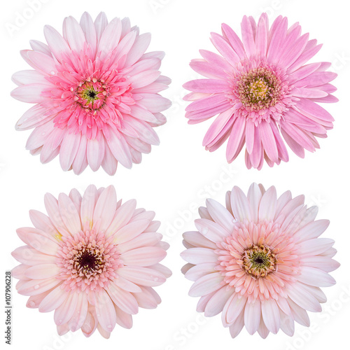 Fototapeta Naklejka Na Ścianę i Meble -  set of pink gerbera flower isolated on white with clipping path