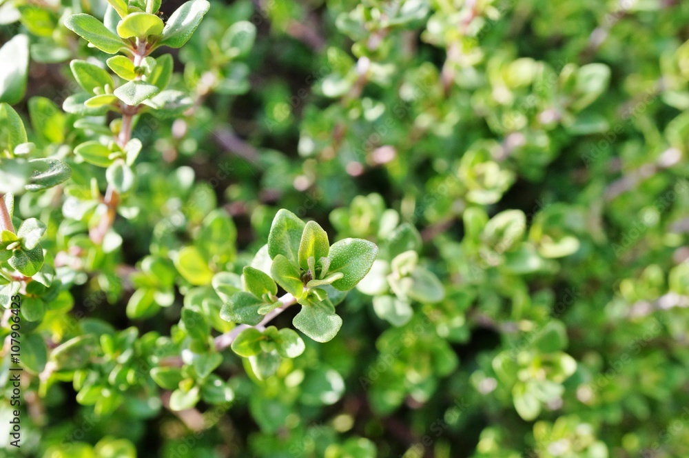 Obraz premium Thyme plant growing in the herb garden