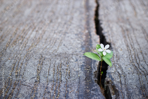 Photo white flower growing on crack street, soft focus, blank text