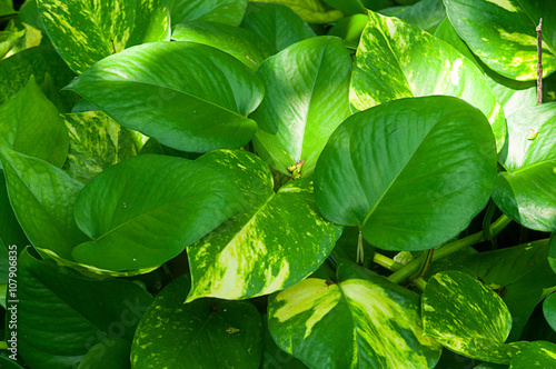 the heart leaf philodendron