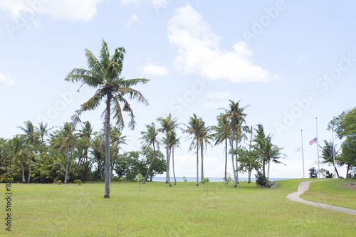 椰子の木の風景