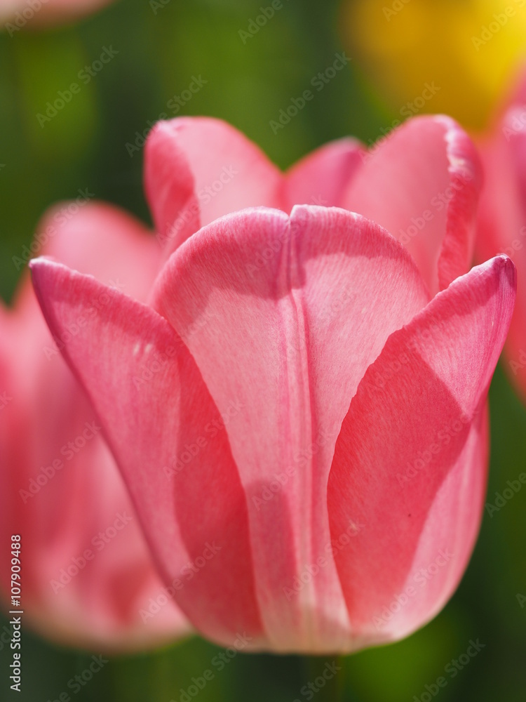 Fototapeta premium Tulip