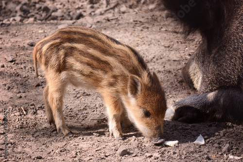 wild baby boar in forest free life
