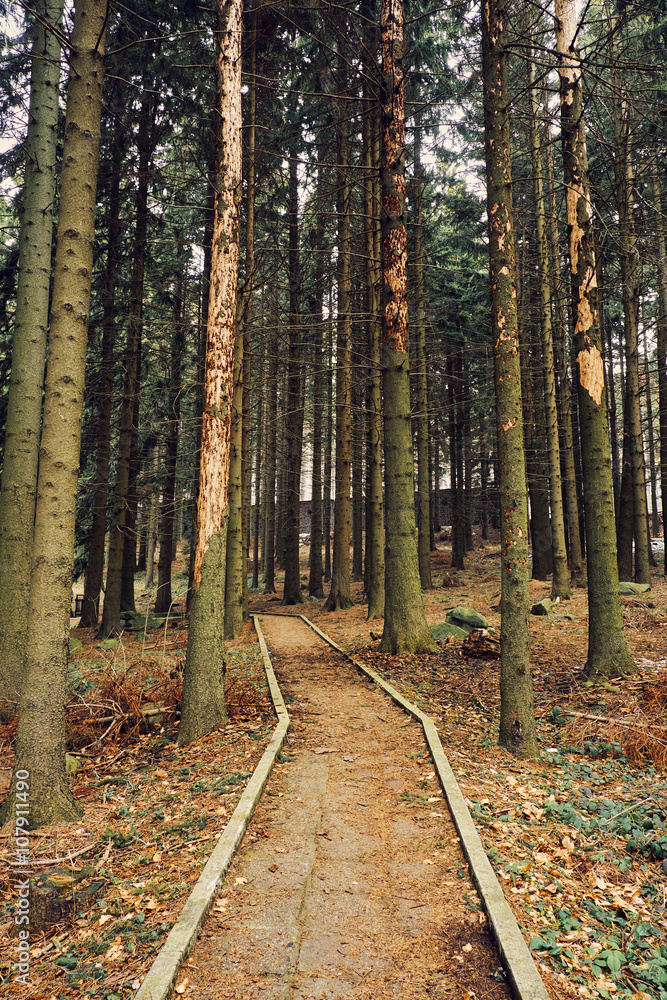 Fototapeta premium Footpath in forest