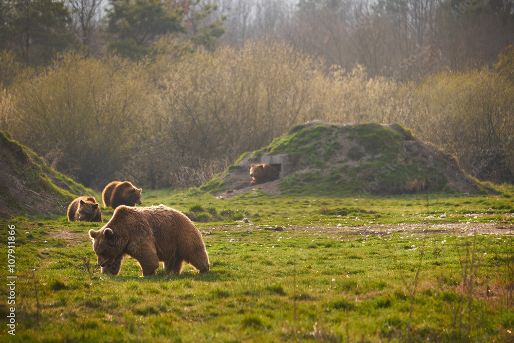Brown bear in national park Brown bear in national park