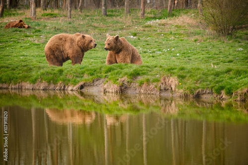 Brown bear in national park