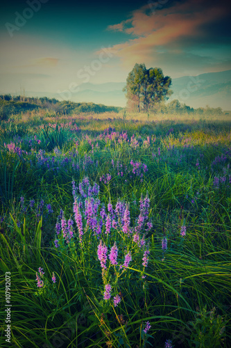 Many blue flowers in a high grass. Vintage colors