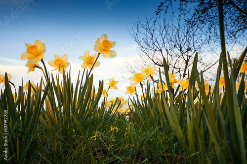 Wild daffodils in the garden