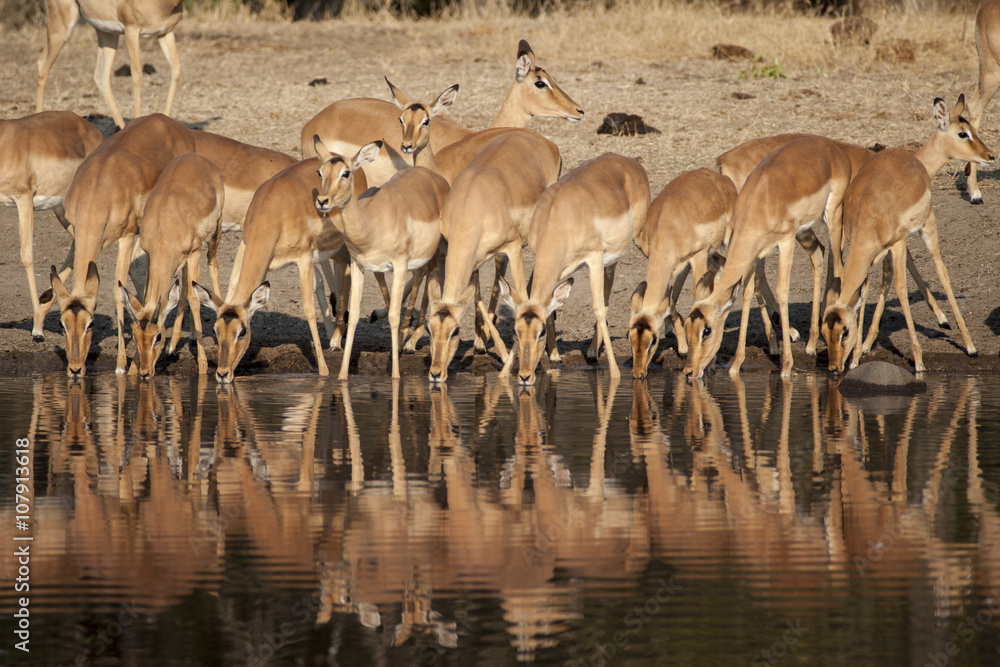 Impala (Aepyceros melampus) del Timbavati Nature Reserve in Sud Africa
Impala (Aepyceros melampus) del Timbavati Nature Reserve in Sud Africa
