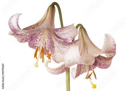 Fototapeta Naklejka Na Ścianę i Meble -  lily