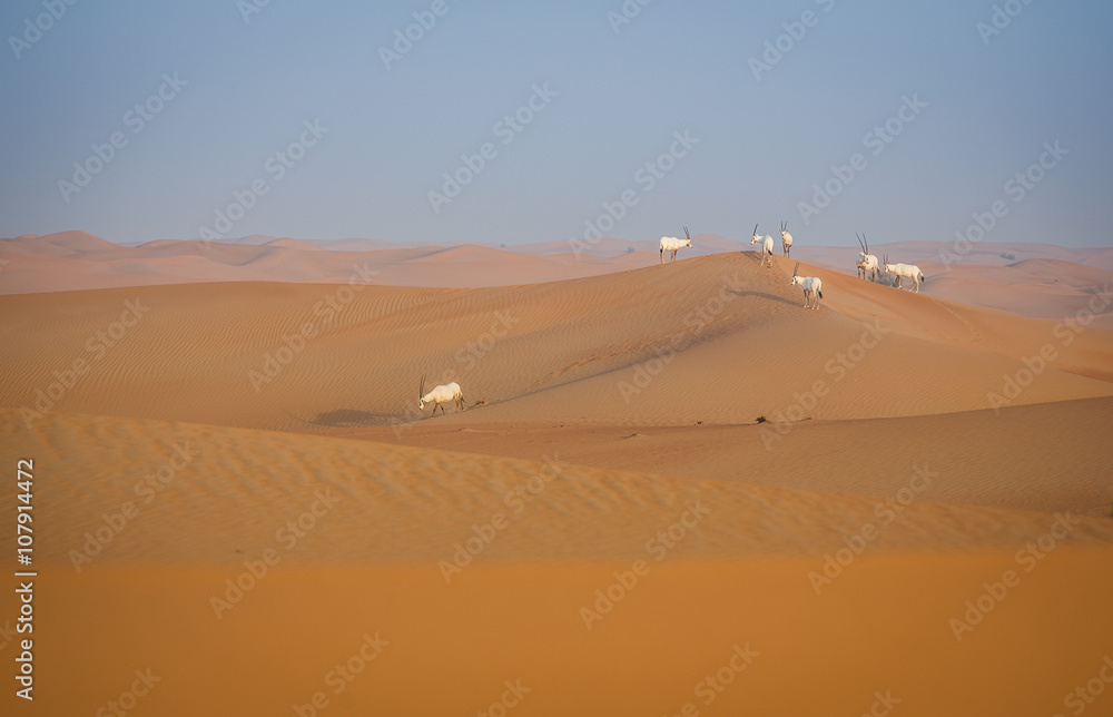 Desert near Dubai at Sunrise with Oryxes on sand dunes