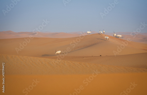 Desert near Dubai at Sunrise with Oryxes on sand dunes