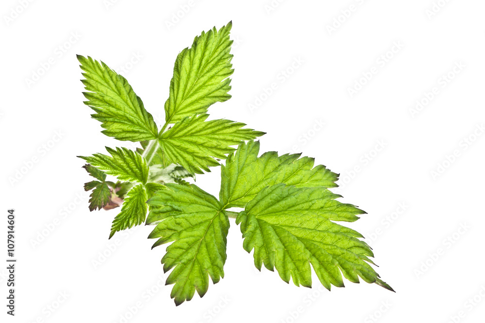 Leaves of raspberry on white background Leaves of raspberry on white background