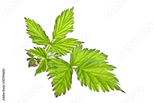 Leaves of raspberry on white background