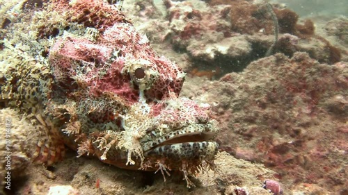 Дайвинг в Андаманском море близ Таиланда.  Притаившаяся на рифе рыба скорпион (скорпенопсис плоскоголовый) очень хорошо маскируется под окружающие кораллы. photo