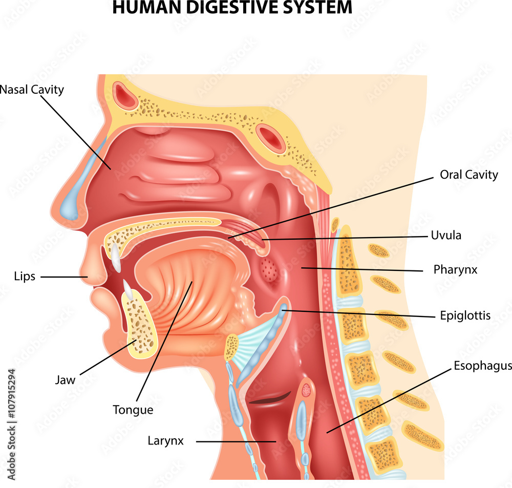 Fototapeta premium Illustration of Human Digestive System