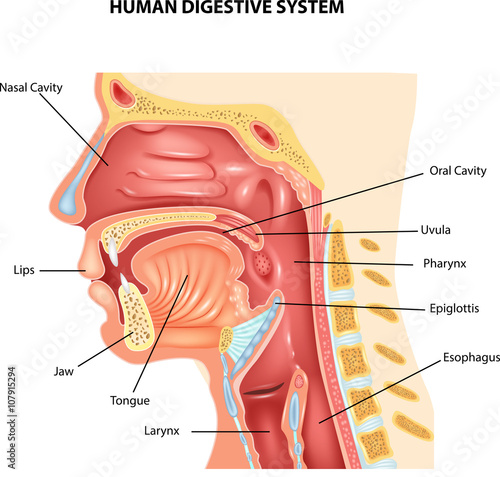 Wallpaper Mural Illustration of Human Digestive System