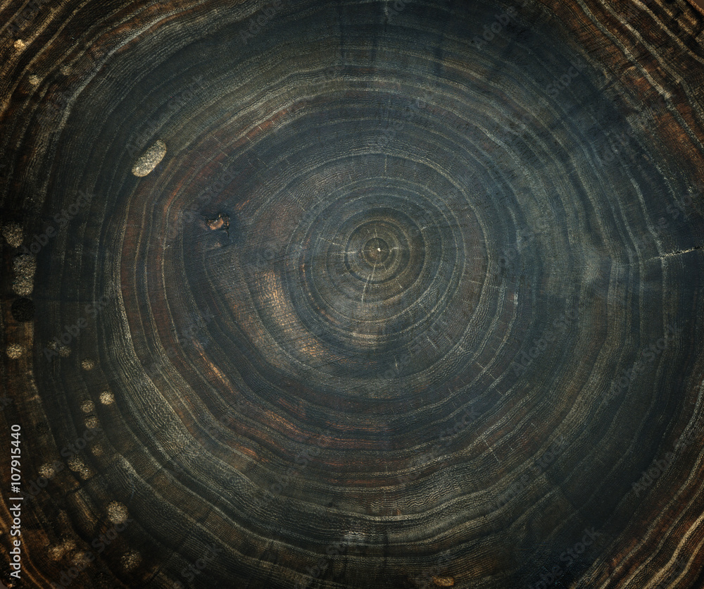 stump of oak tree felled - section of the trunk with annual rings stump of oak tree felled - section of the trunk with annual rings