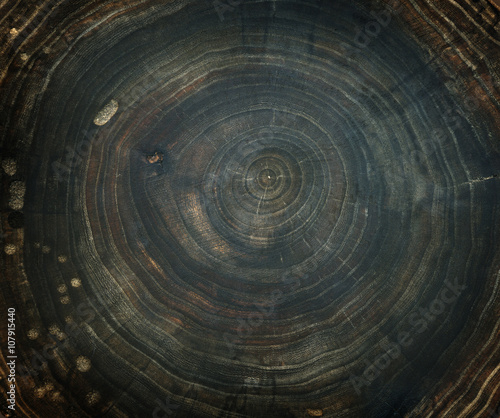 stump of oak tree felled - section of the trunk with annual rings
