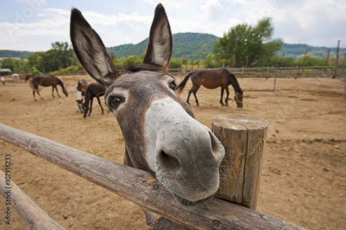 Vászonkép Funny donkey