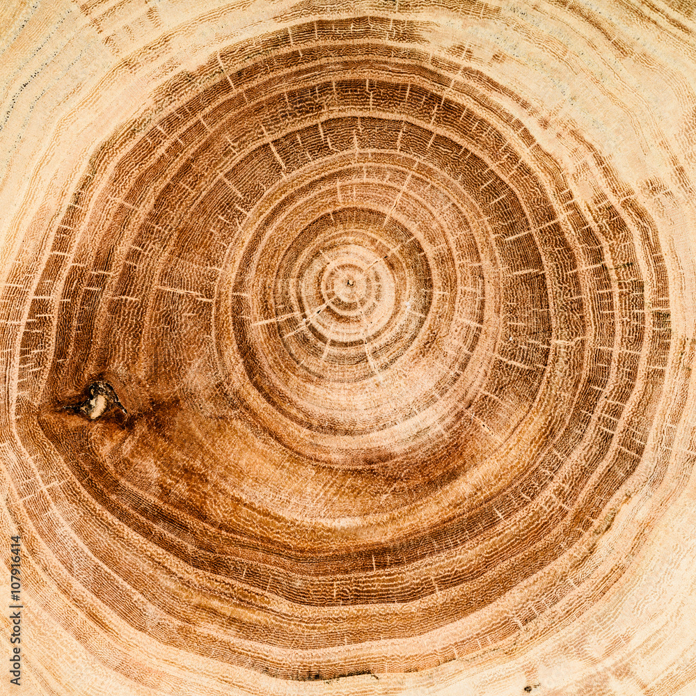 Naklejka premium stump of oak tree felled - section of the trunk with annual rings