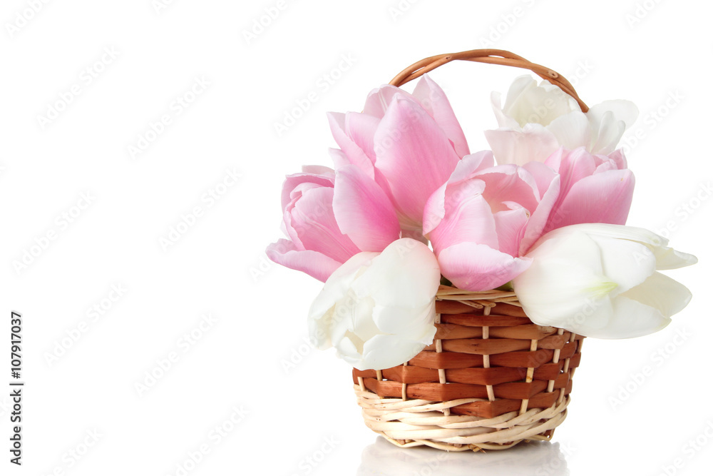 the pink and white tulips in a wicker wooden basket isolated on white background