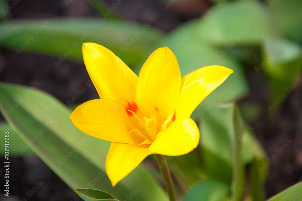 ficaria verna yellow spring flowers as a background ficaria verna yellow spring flowers as a background