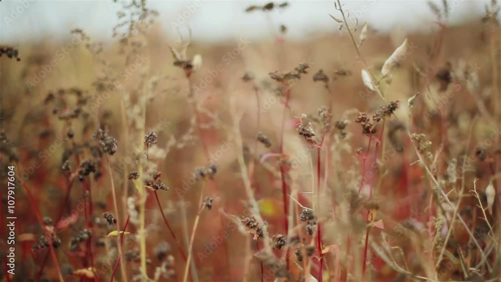 Colorful autumn field macro of plants grass and herbs Colorful autumn field macro of plants grass and herbs