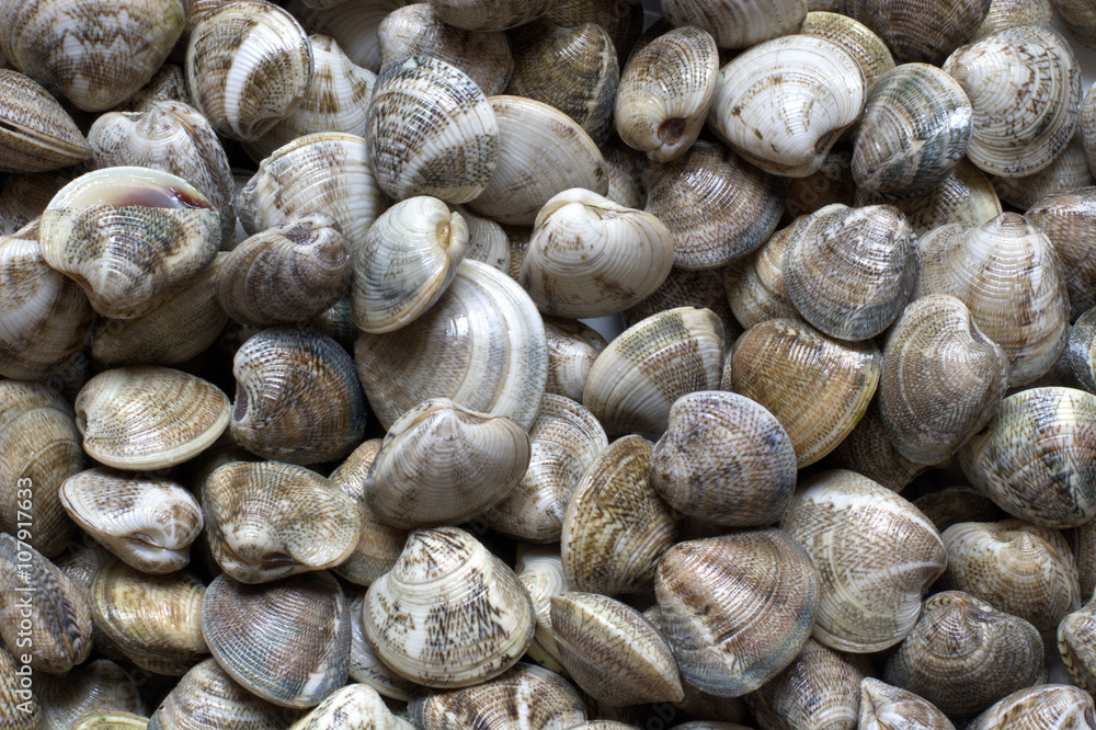 Mussels, clams, all the fresh sea Mussels, clams, all the fresh sea