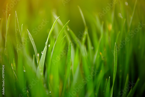 green grass with dew