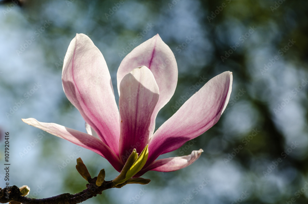 Fototapeta premium Blühende Magnolien vor blauem Himmel