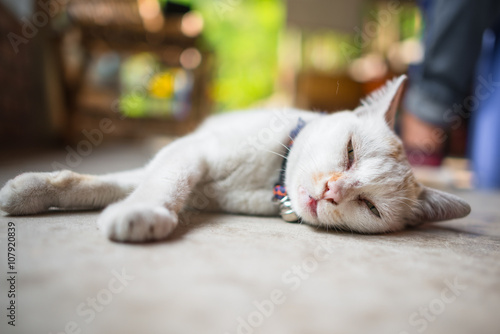 Fototapeta Naklejka Na Ścianę i Meble -  Sleeping Cat Portrait , close-up