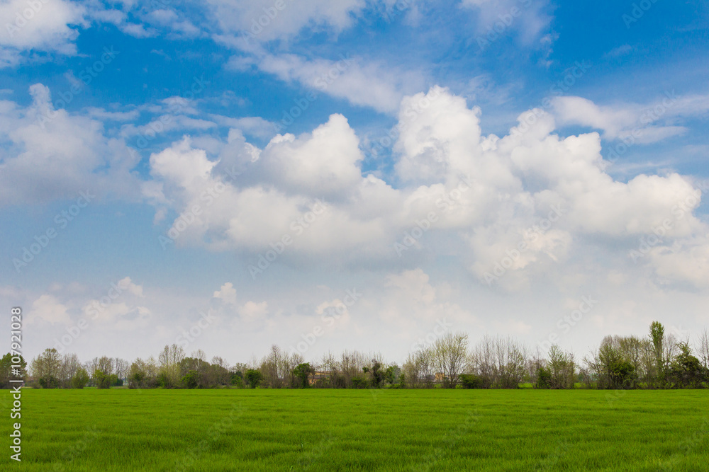 Meadow with green grass and blue sky with clouds