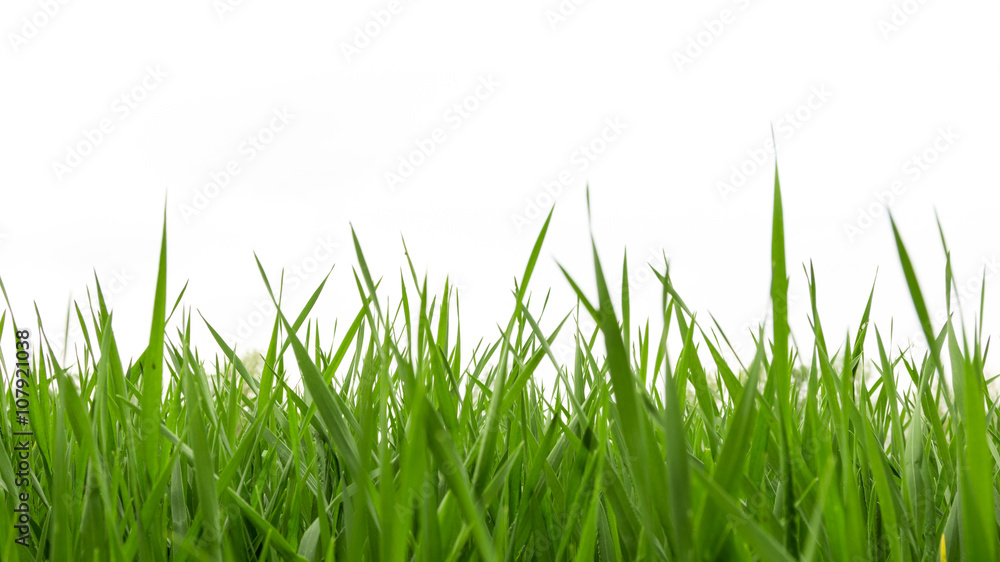 Fototapeta premium Fresh spring green grass panorama