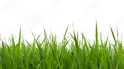 Fresh spring green grass panorama