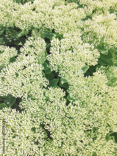 Sedum spectabile.