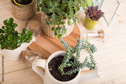 Succulents, house plants in pots